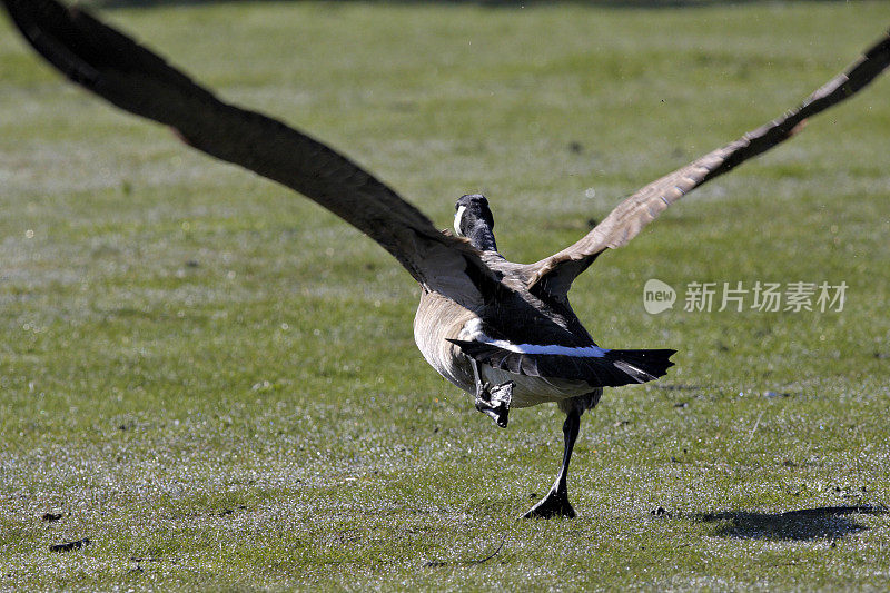 加拿大鹅Branta canadensis起飞后视图